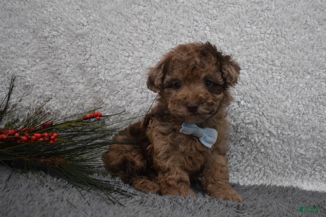 Toy Poodle dogs for sale: Toy Poodle Puppy 1 - Ad 3