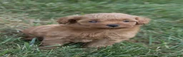 Mini Goldendoodle dogs for sale: Pixie - Ad 7