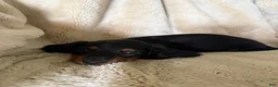 Miniature Dachshund dogs for sale: Sawyer - Ad 2