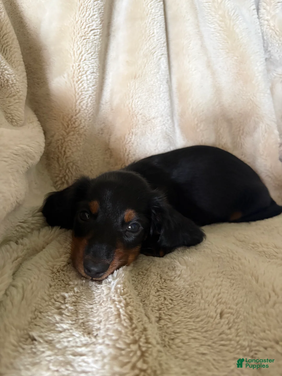 Miniature Dachshund dogs for sale: Sawyer - Ad 2