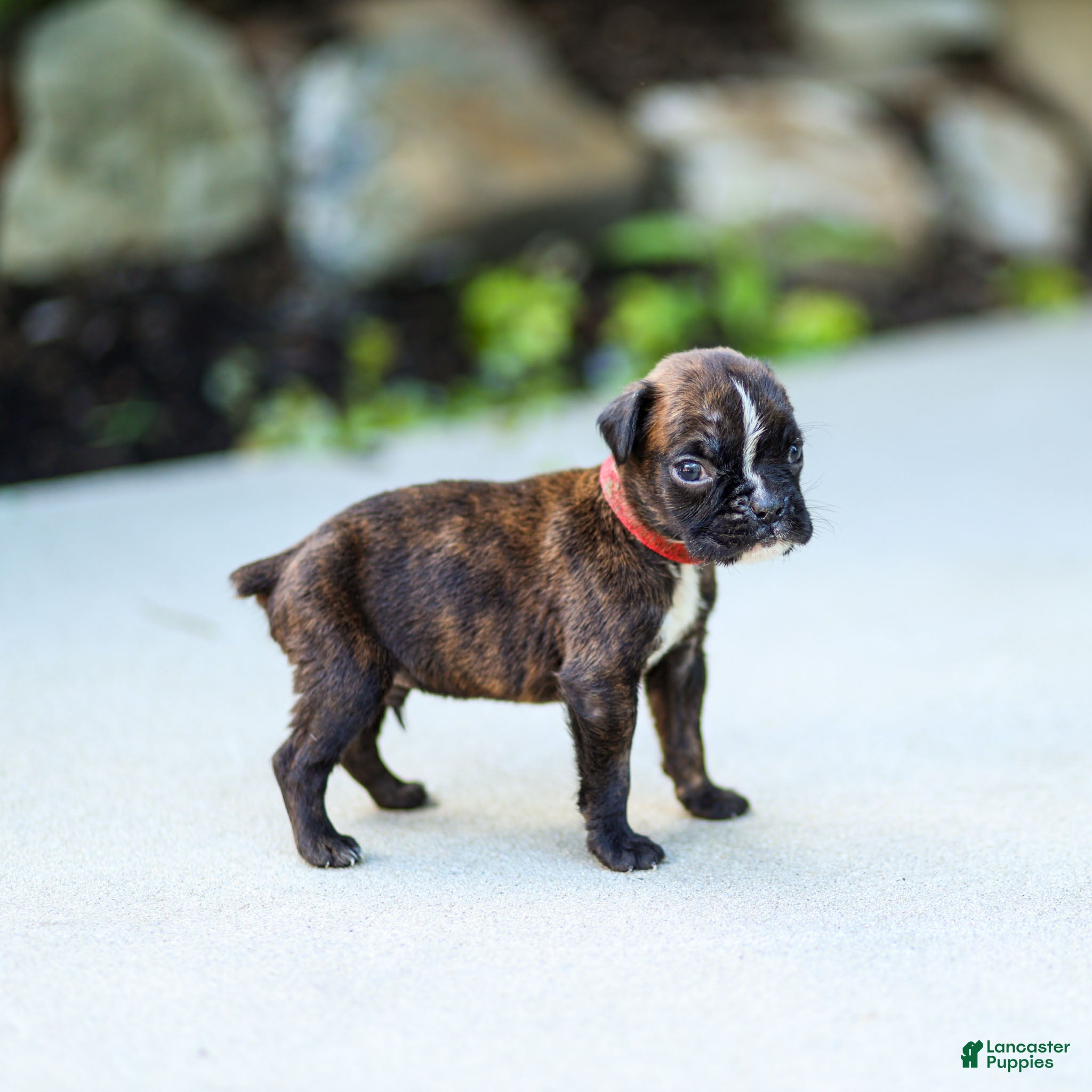 Boxer dogs Larry Boxer Puppy  - Ad 1