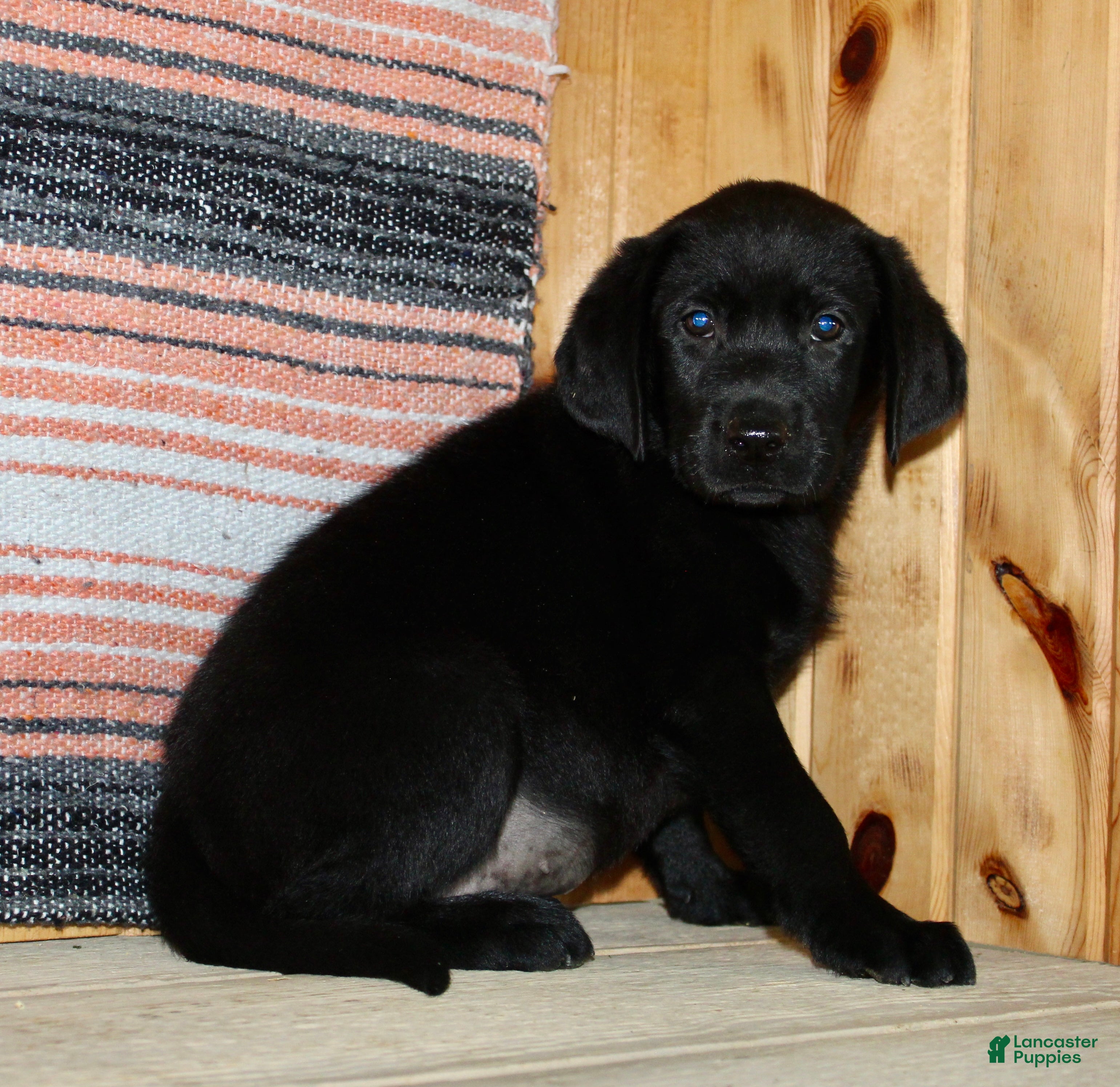 Labrador Retriever dogs Betty  - Ad 2