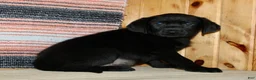 Labrador Retriever dogs for sale: Betty  - Ad 2