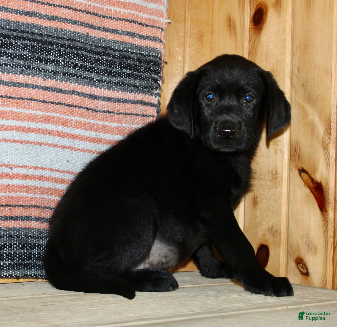 Labrador Retriever dogs for sale: Betty  - Ad 2