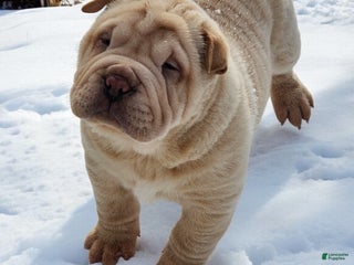 Shar Pei dogs Flurries mini - Ad 2