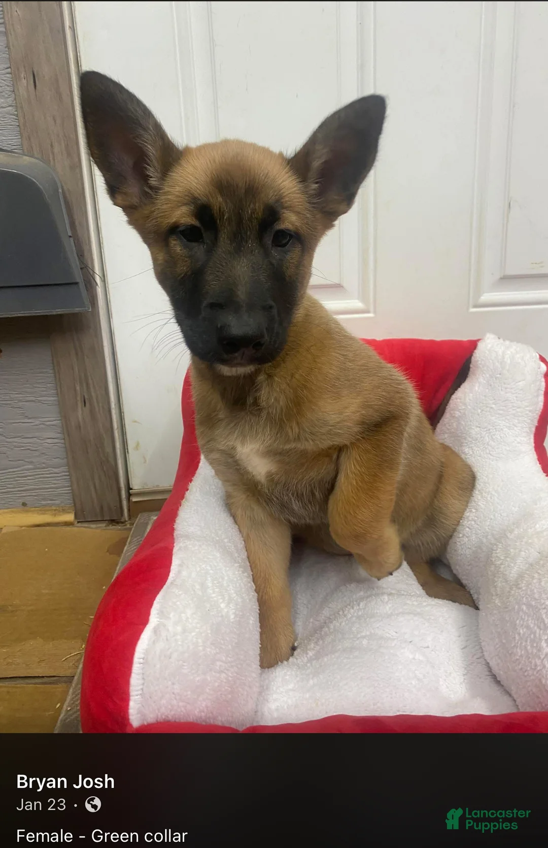 Mixed Breed dogs for sale: Mixed Breed Puppy 4 - Ad 1