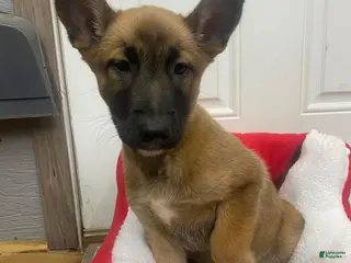 Mixed Breed dogs Mixed Breed Puppy 4 - Ad 23