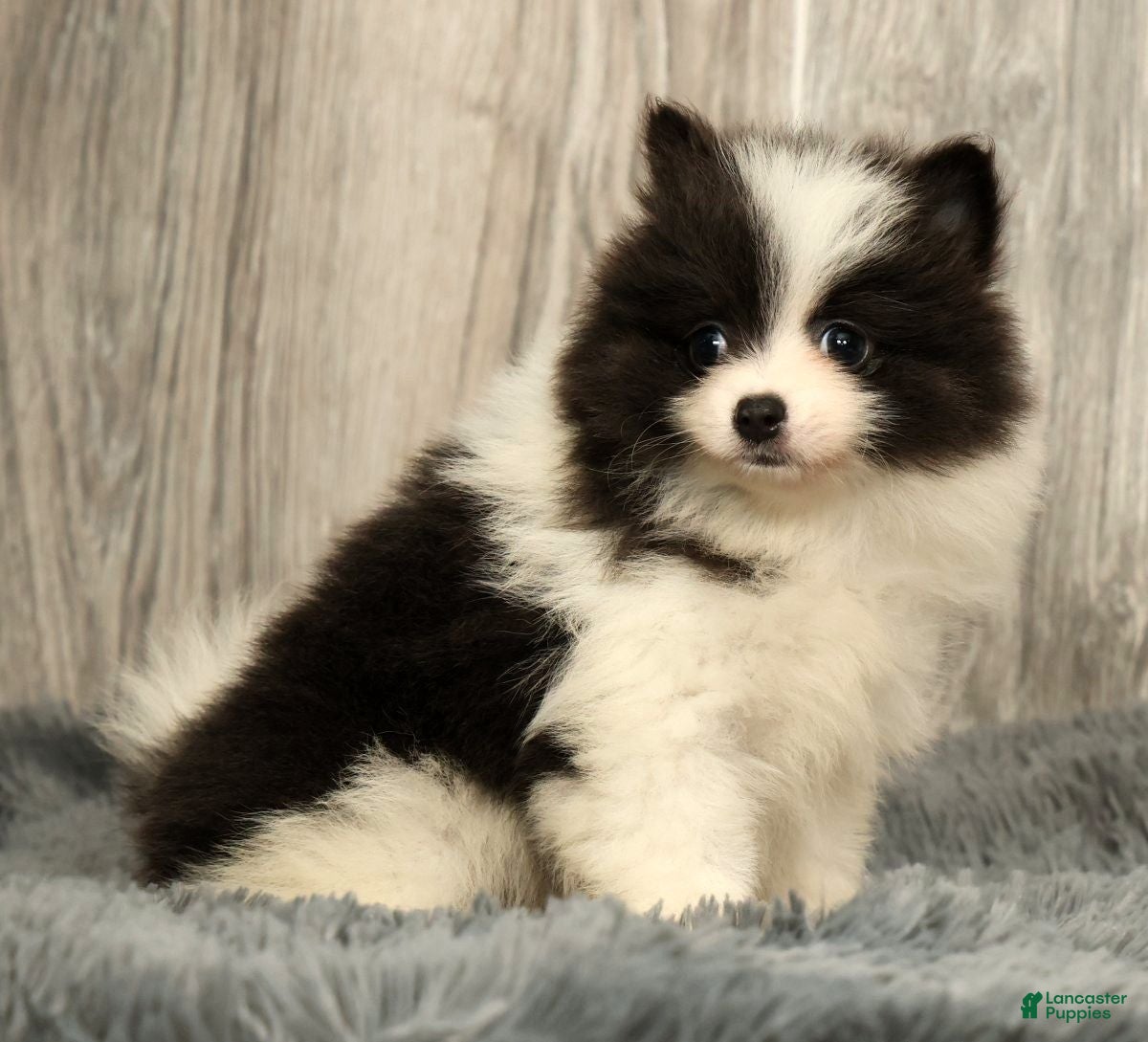 Pomeranian dogs Harmony Blue and White - Ad 2