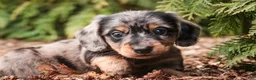 Miniature Dachshund dogs for sale: Pongo - Ad 6