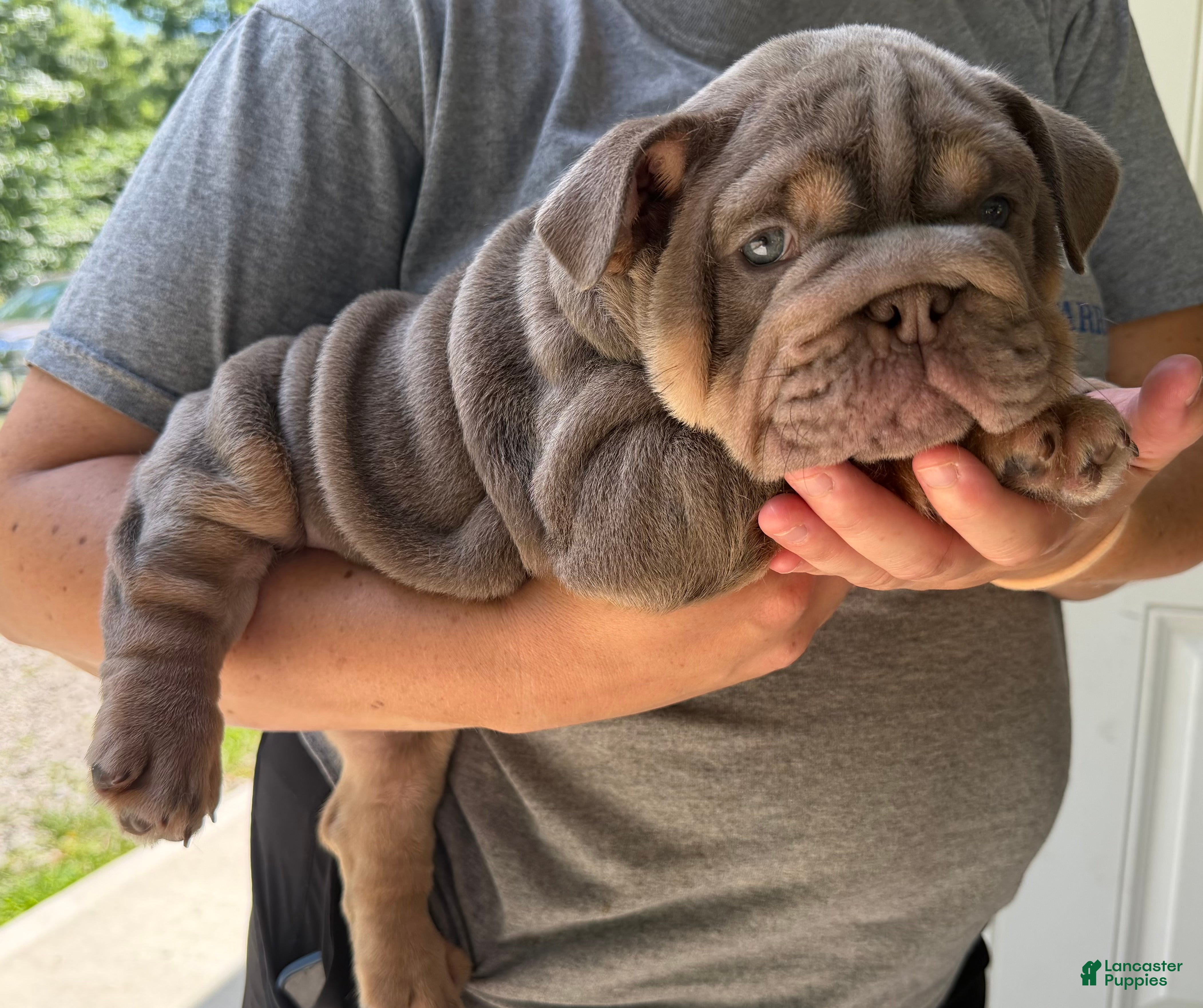 English Bulldog dogs Carmel - Ad 2