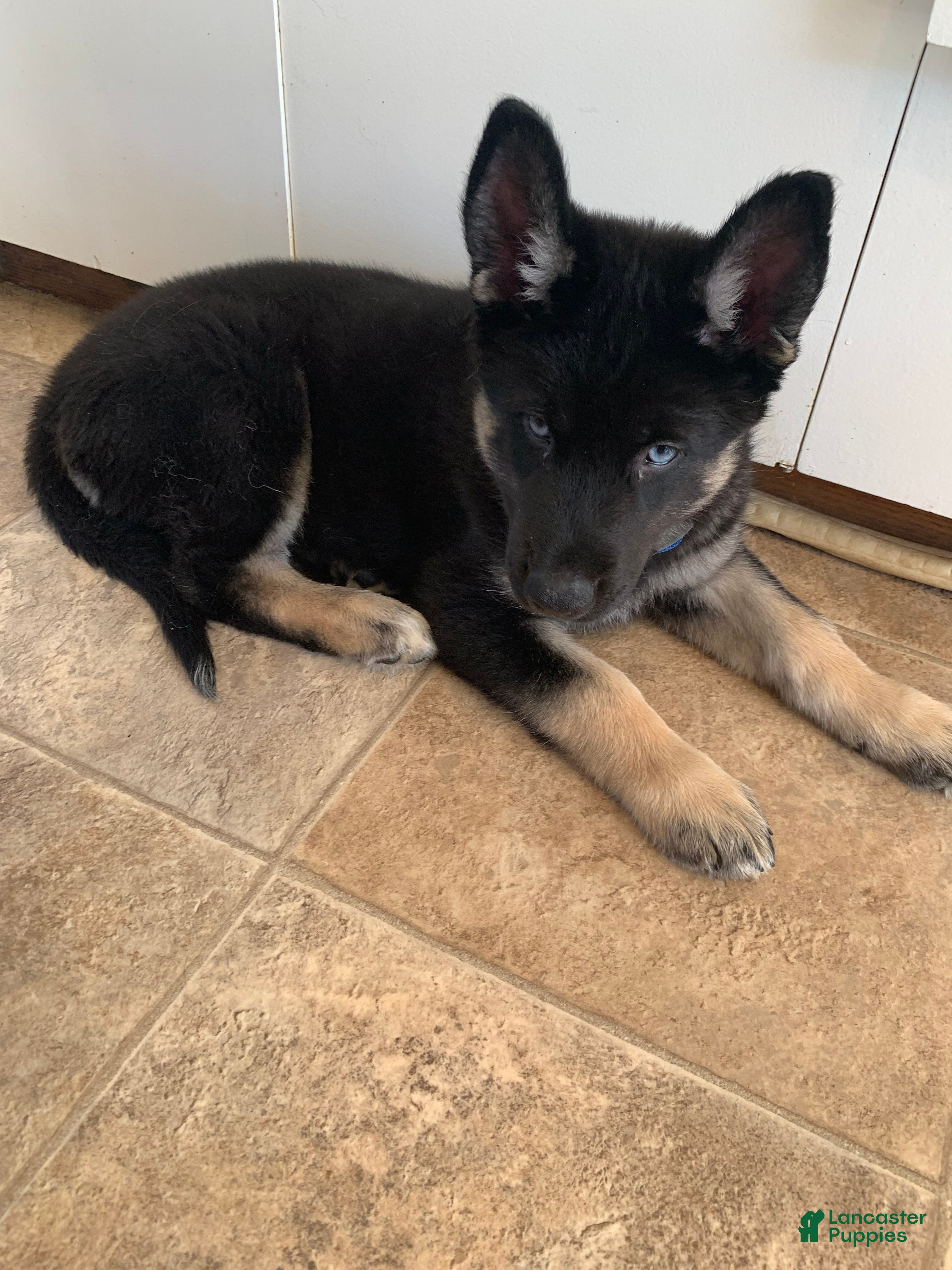Gerberian Shepsky dogs Teddy - Ad 2