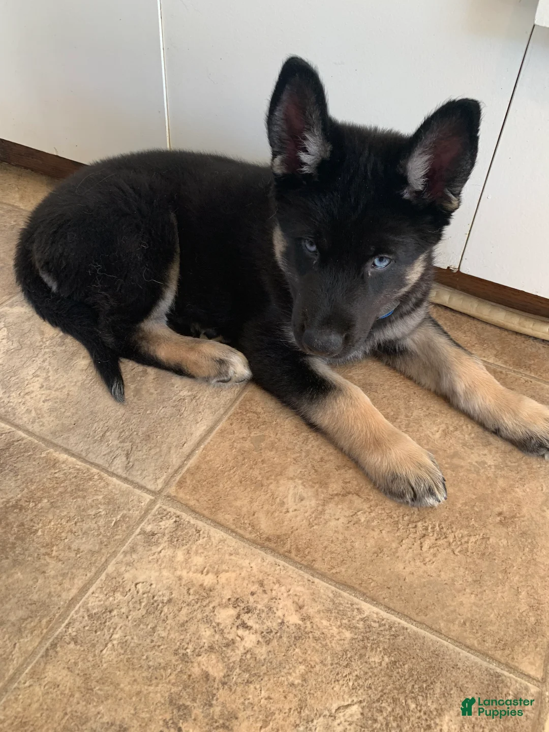 Gerberian Shepsky dogs for sale: Teddy - Ad 2