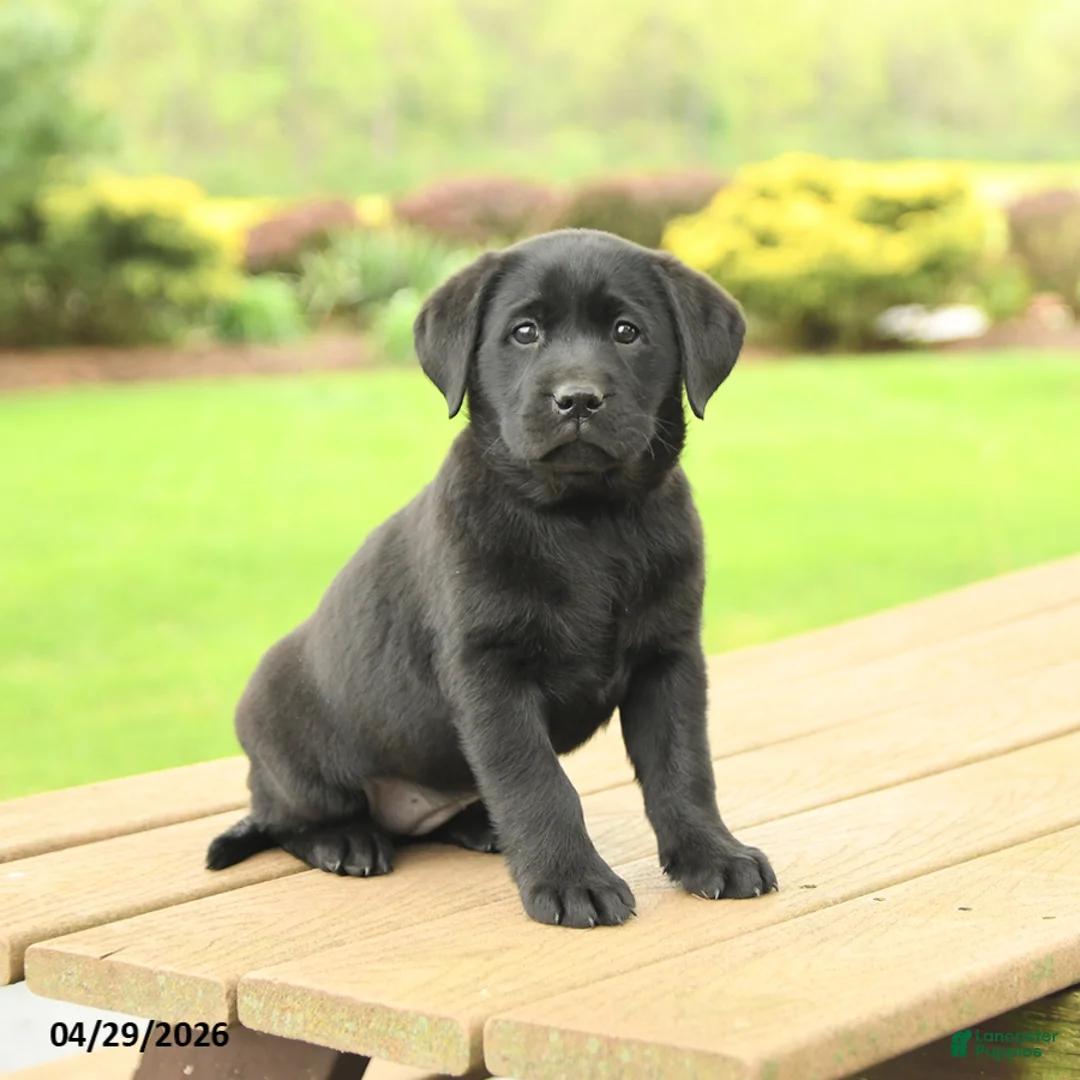 Labrador Retriever dogs for sale: Bella   - Ad 1