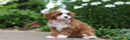 Cavapoo dogs for sale: Precious - Ad 11