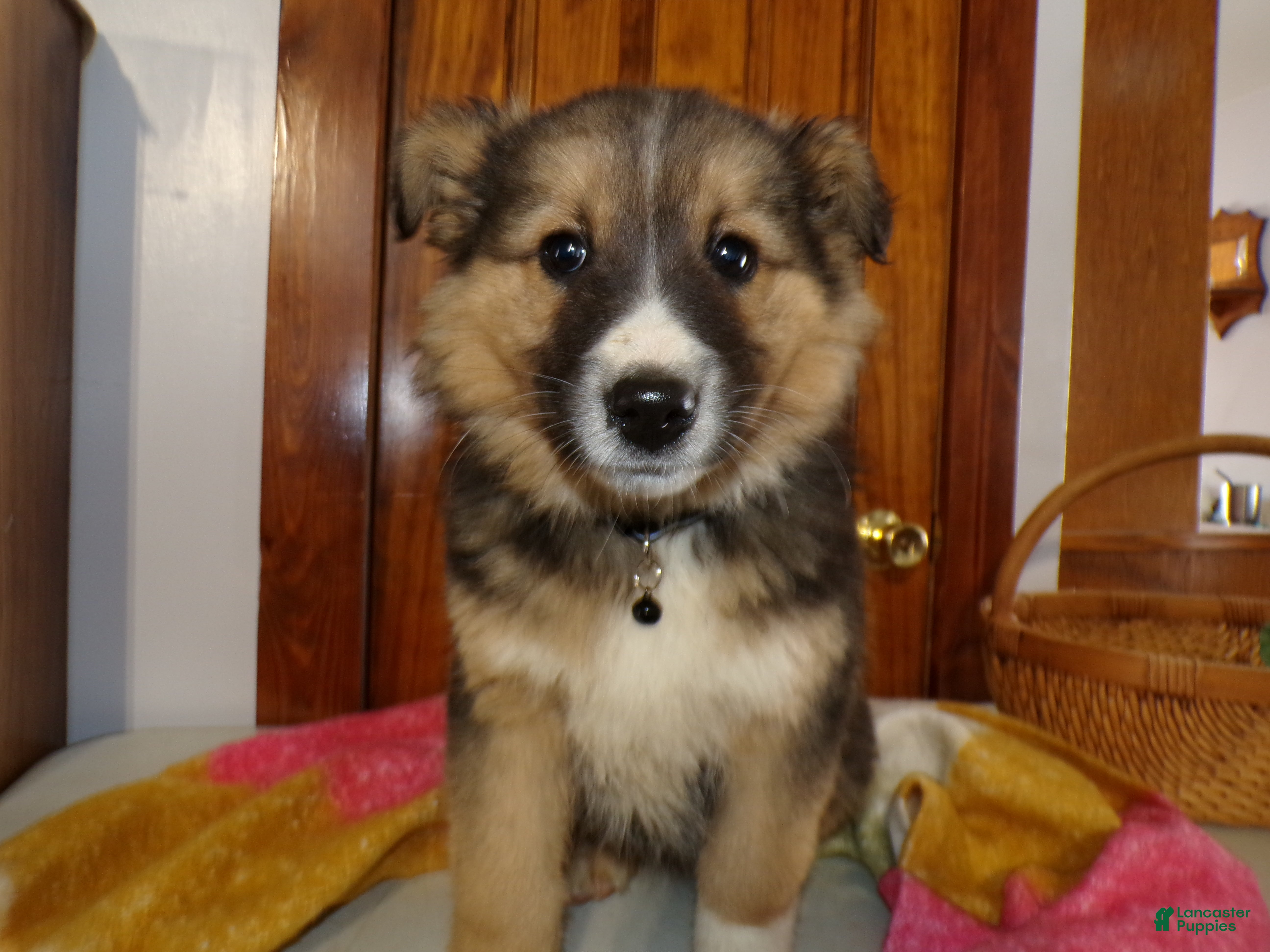 Mixed Breed dogs for sale: Mixed Breed Puppy 4 Trixie - Ad 4