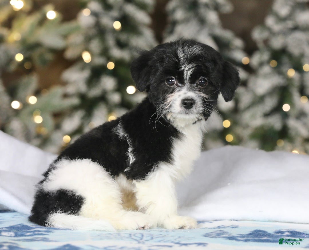 Teddy Bear dogs for sale: Noelle - Ad 46