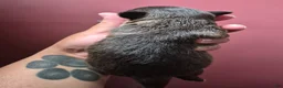 Mixed Breed dogs for sale:  Toy size Malchi - Ad 19