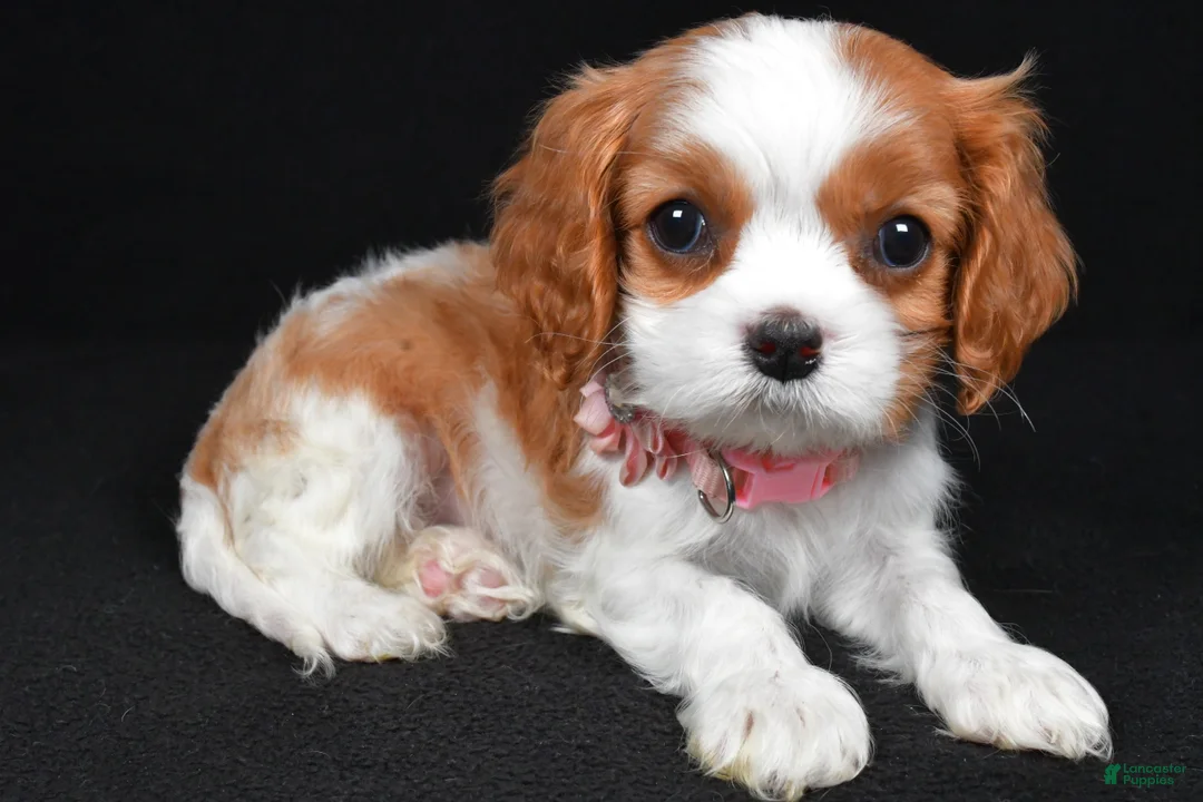 Cavalier King Charles Spaniel dogs for sale: Ruby - Ad 1