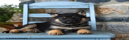 Gerberian Shepsky dogs for sale: Polar - Ad 3