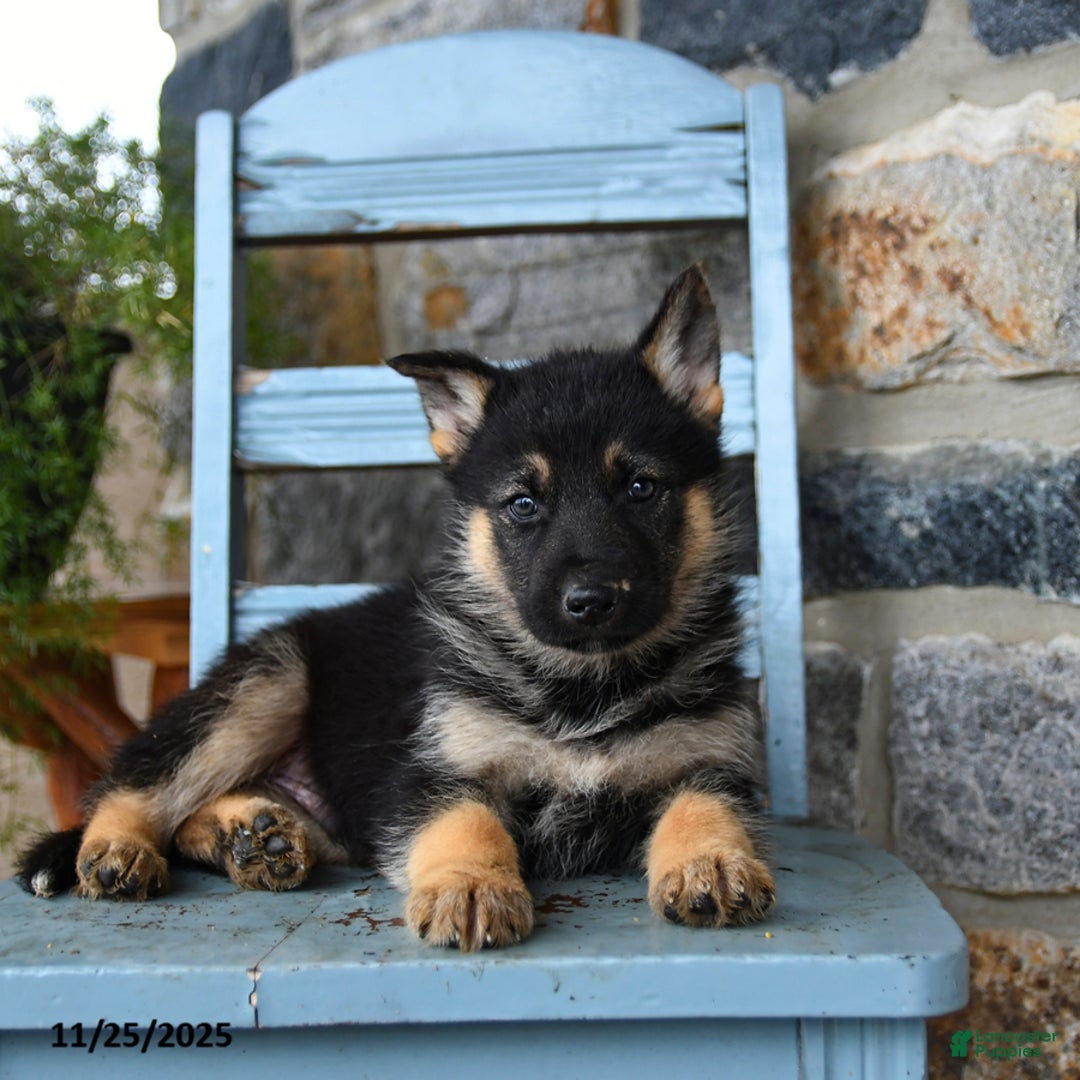 Gerberian Shepsky dogs for sale: Polar - Ad 3