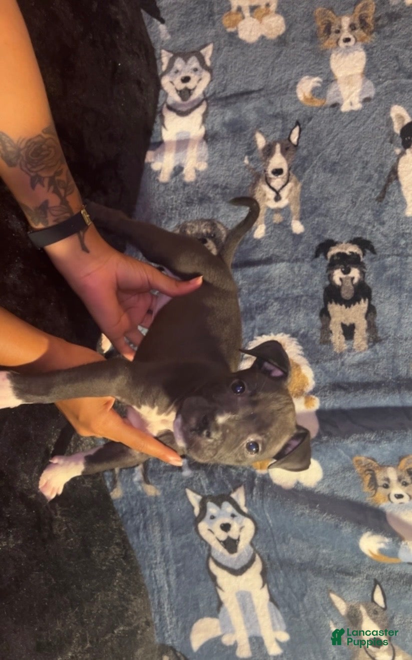 American Bully dogs for sale: Mia - Ad 2