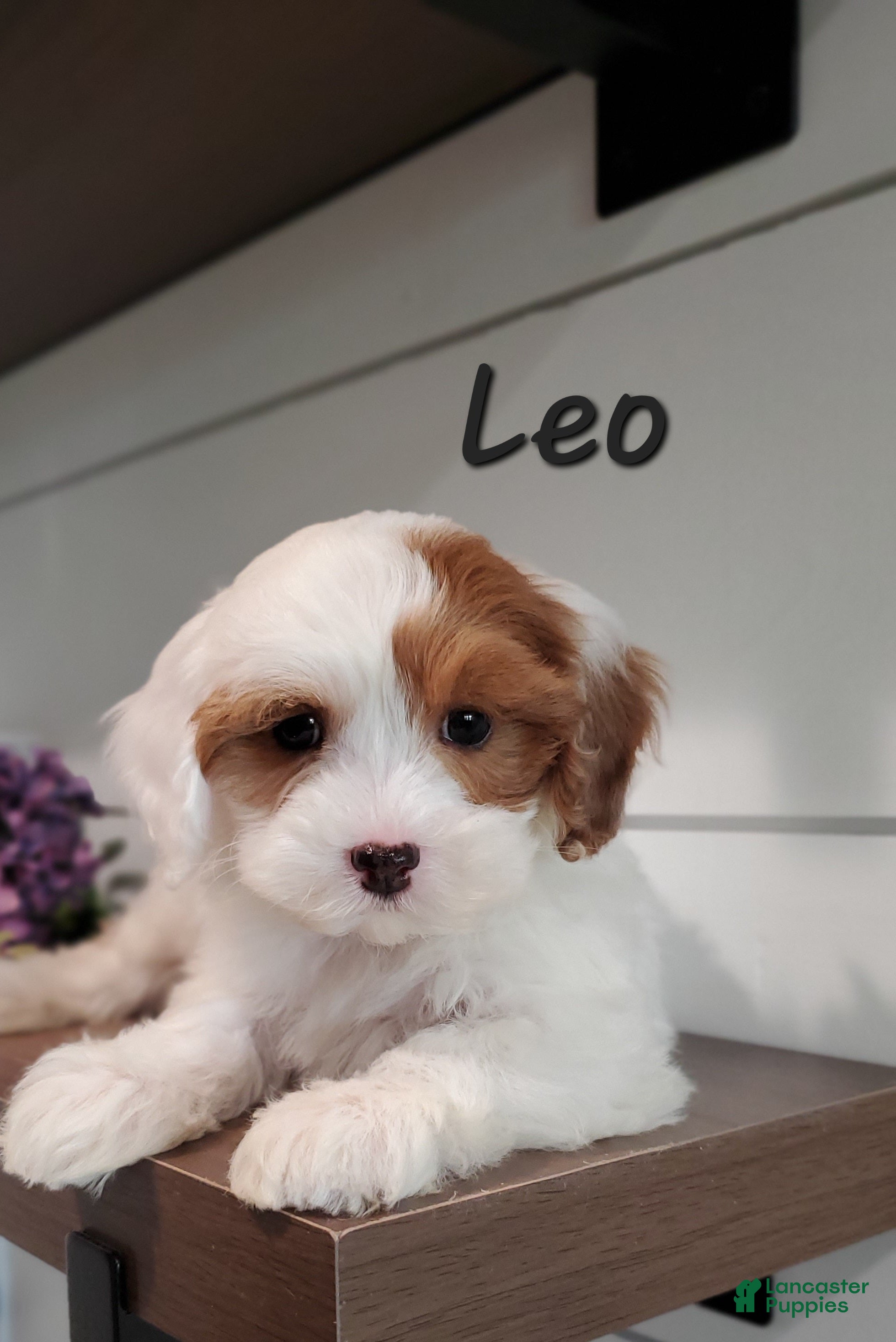 Cavapoo dogs Leo - Ad 37
