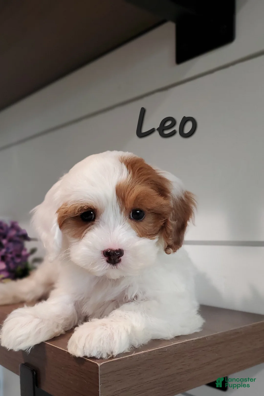 Cavapoo dogs for sale: Leo - Ad 1