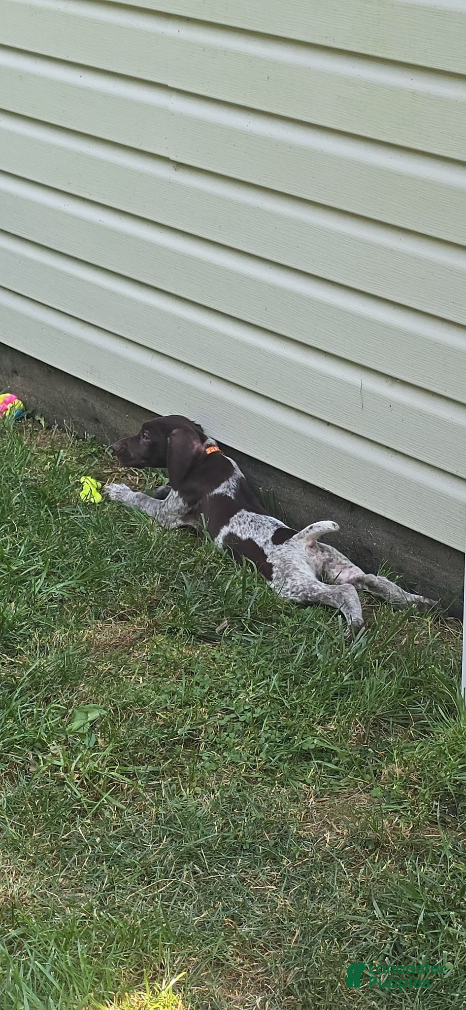 German Shorthaired Pointer dogs German Shorthaired Pointer 4 - Ad 41