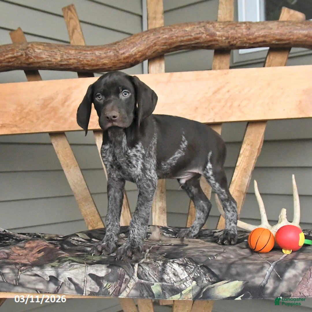 German Shorthaired Pointer dogs for sale: Warrior - Ad 1