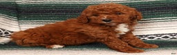 Mini Goldendoodle dogs for sale: Justin - Ad 4