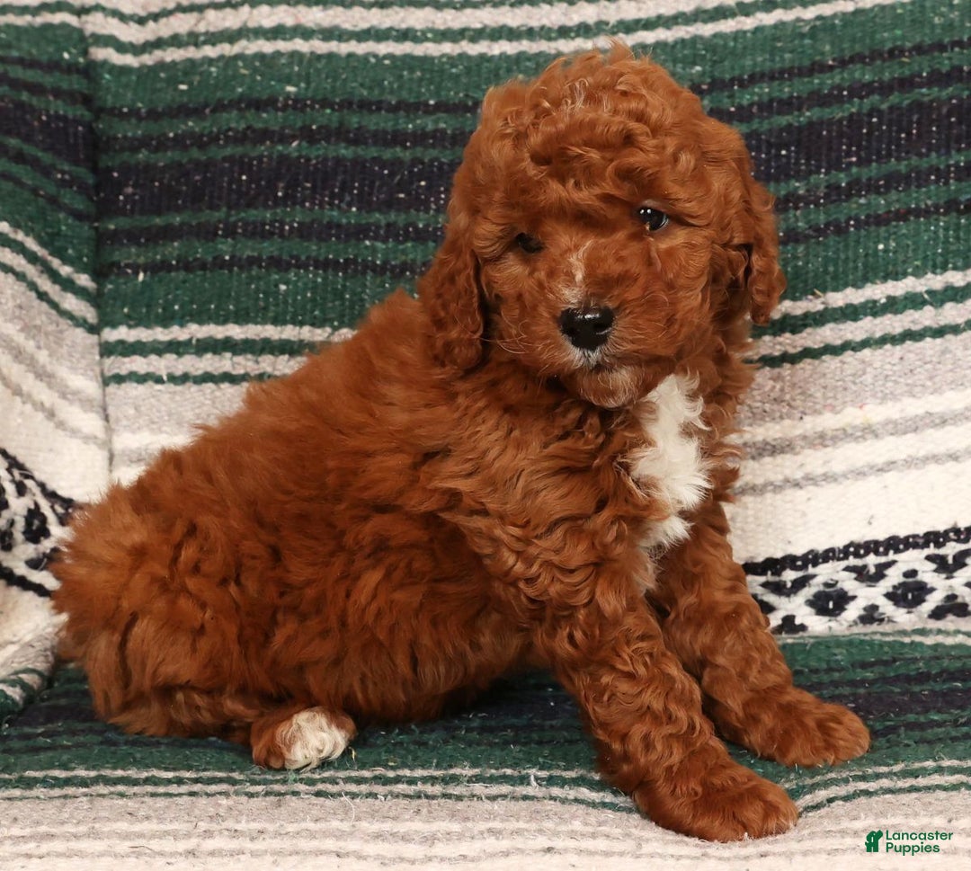 Mini Goldendoodle dogs for sale: Justin - Ad 4