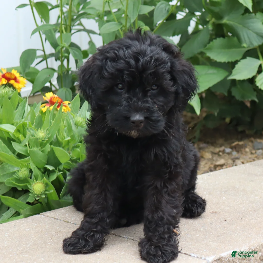 Mini Goldendoodle dogs for sale: Finley - Ad 2