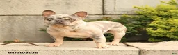 French Bulldog dogs for sale: Buddy - Ad 3