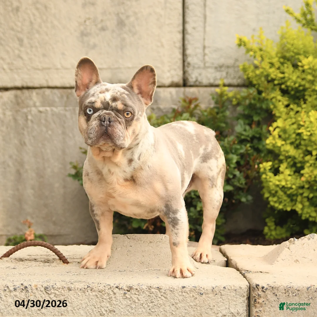 French Bulldog dogs for sale: Buddy - Ad 3