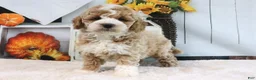Mini Goldendoodle dogs for sale: Koby - Ad 2