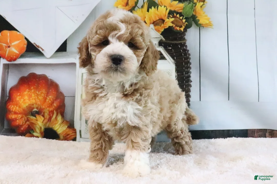 Mini Goldendoodle dogs for sale: Koby - Ad 2