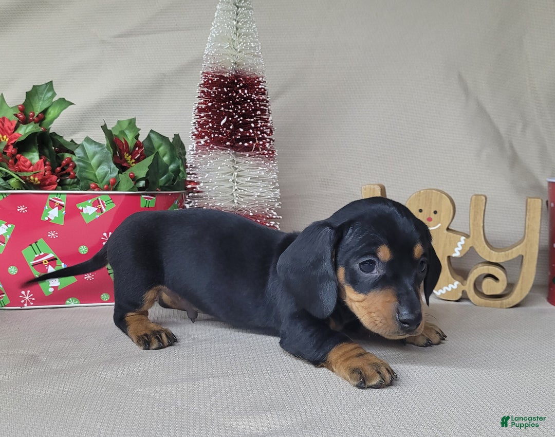 Miniature Dachshund dogs for sale: AKC Thor - Ad 3