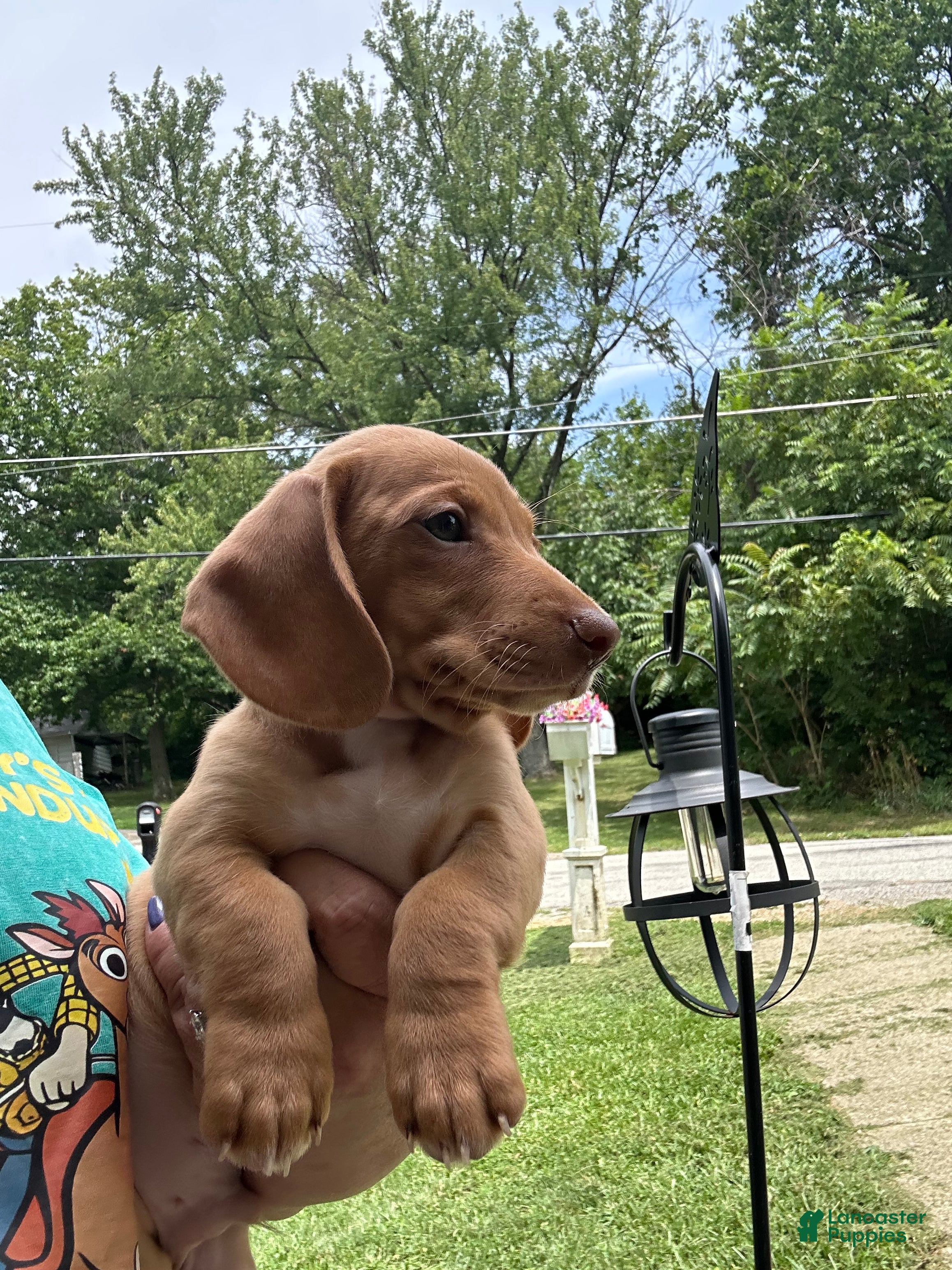 Miniature Dachshund dogs for sale: Miniature Dachshund 3 - Ad 2