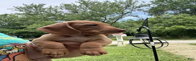 Miniature Dachshund 3