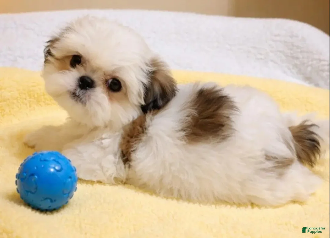 Shih Tzu dogs for sale: Shih Tzu Puppy 1 - Ad 1