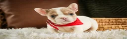 French Bulldog dogs for sale: Romeo - Ad 3
