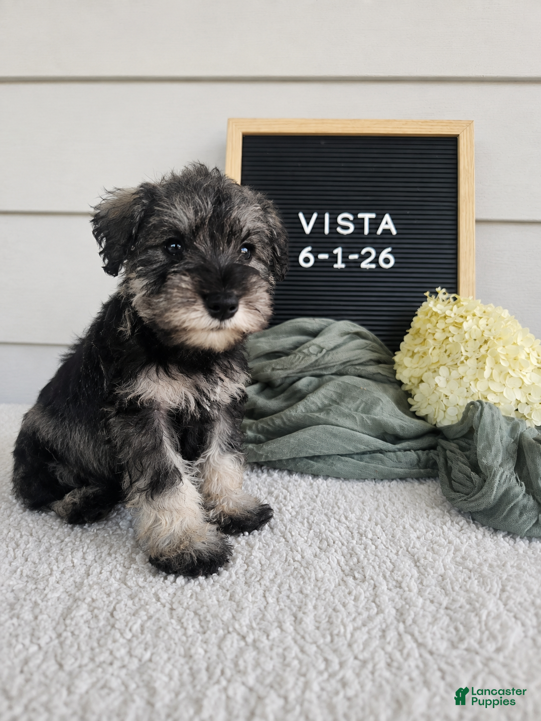 Miniature Schnauzer dogs Crista - Ad 1