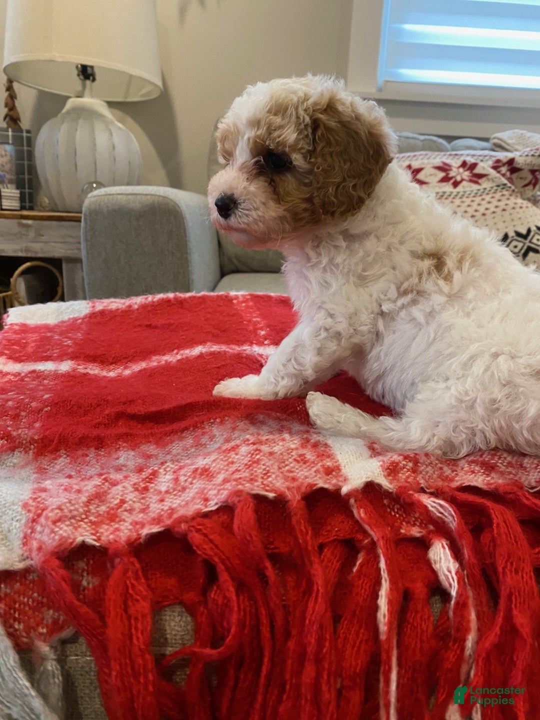 Cavapoo dogs for sale: Joshy - Ad 6