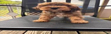 Cockapoo Puppy 1