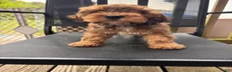 Cockapoo dogs for sale: Cockapoo Puppy 1 - Ad 1