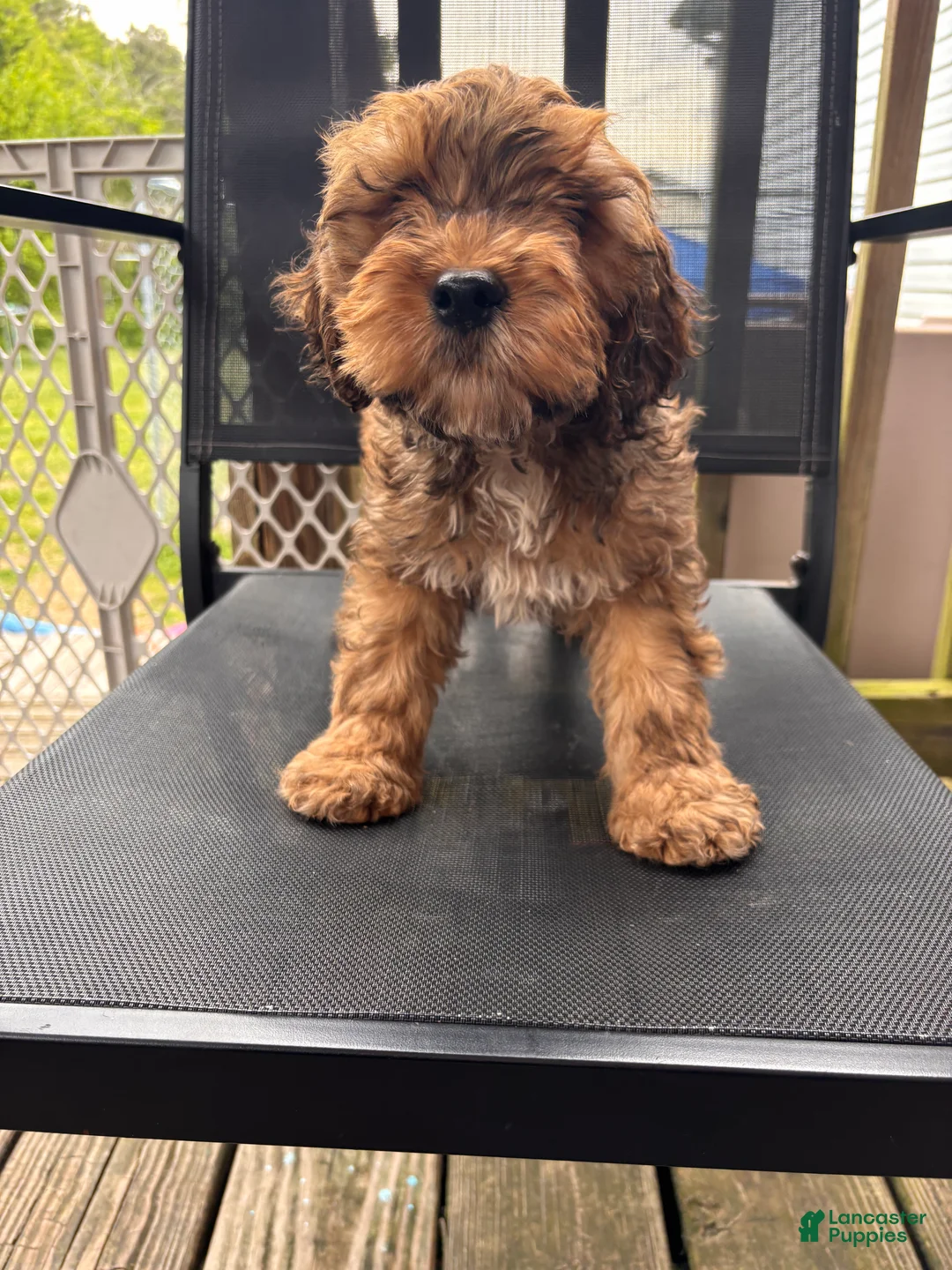 Cockapoo dogs for sale: Cockapoo Puppy 1 - Ad 1
