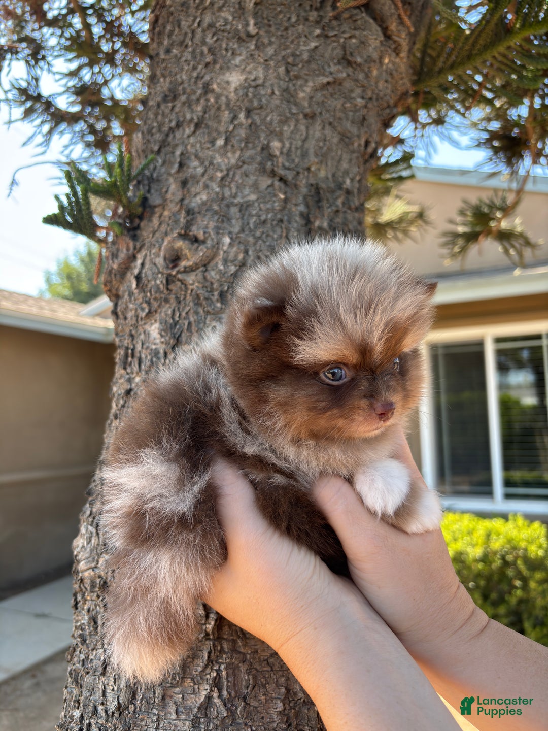 Pomeranian dogs for sale: Chocolate merle - Ad 2