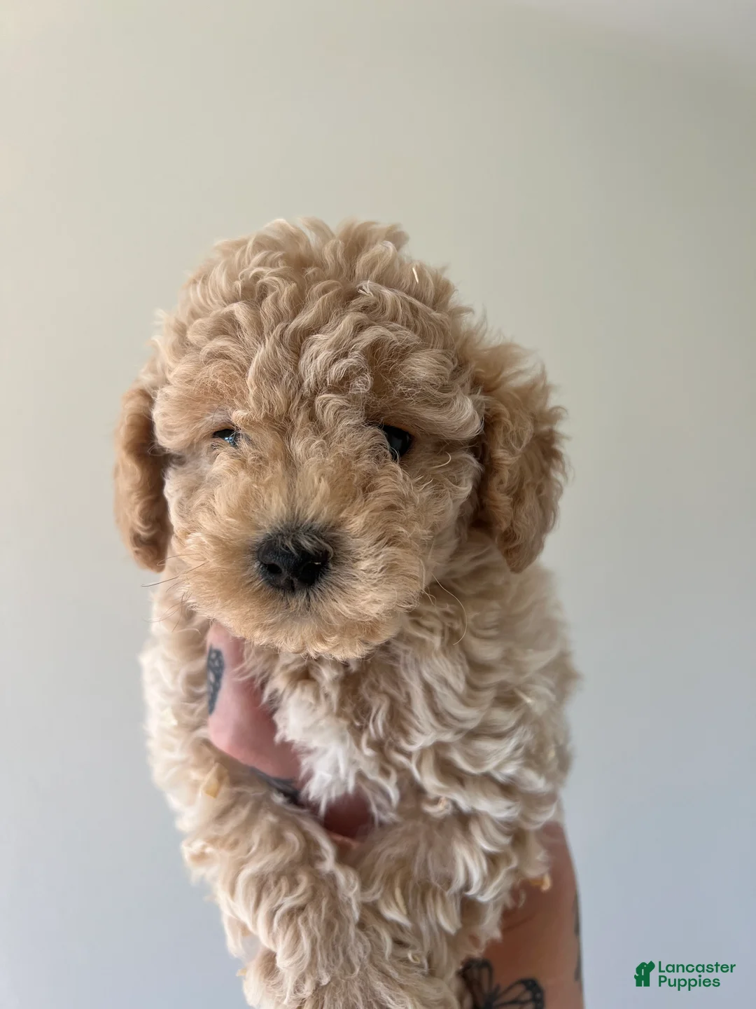 Toy Poodle dogs for sale: Teddy  - Ad 4