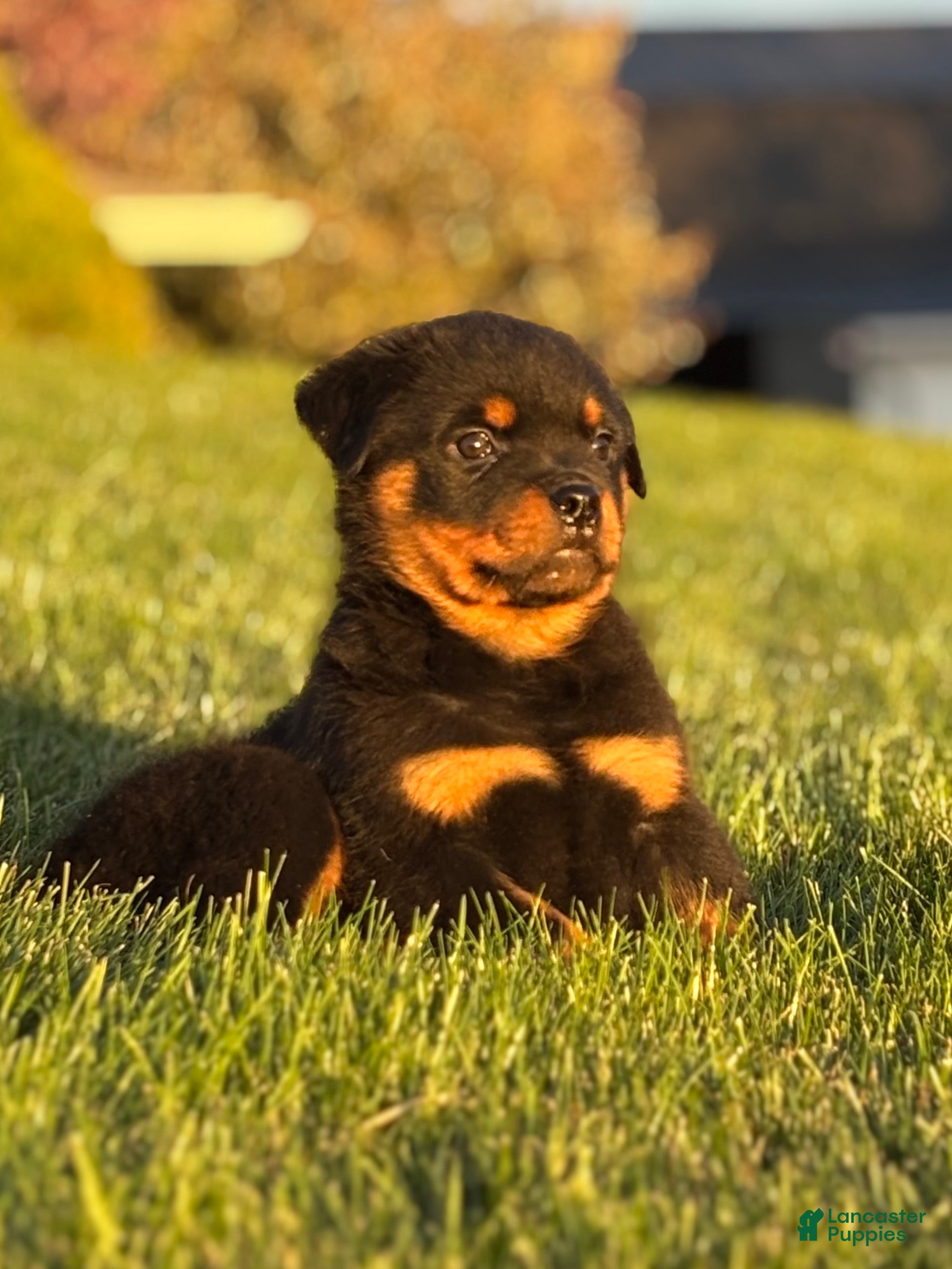 Rottweiler Puppies for sale in Pittsburgh, Pennsylvania