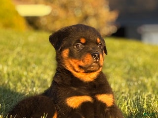 Rottweiler dogs - Ad 5